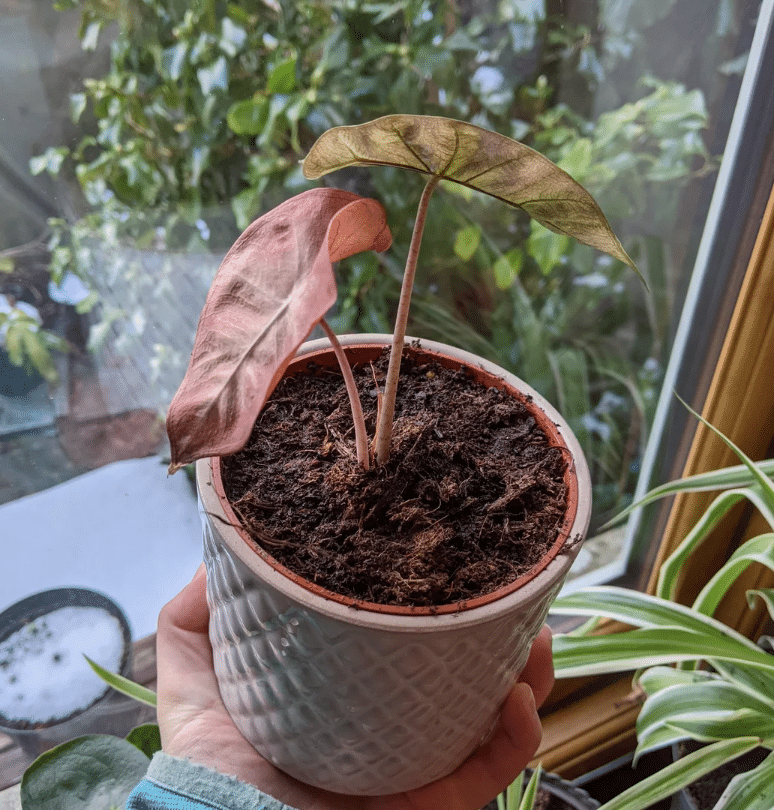 Alocasia pink dragon dry and crispy leaves